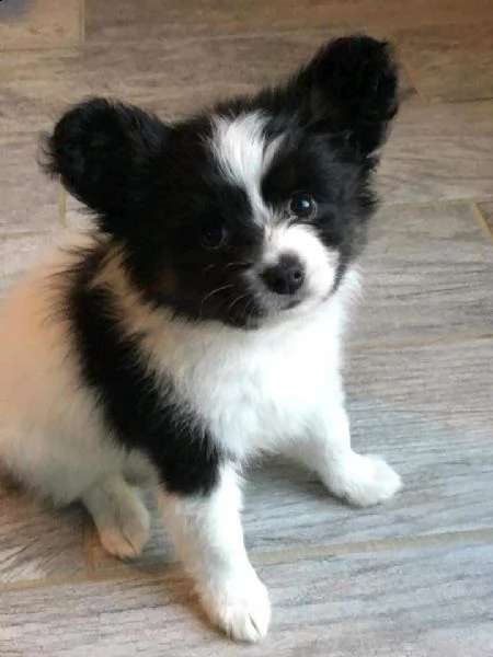 regalo cuccioli di papillon 