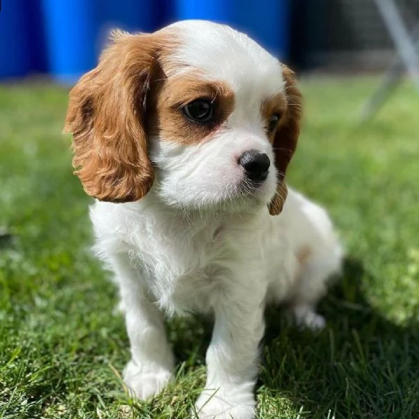 regalo cuccioli di cavalier spaniel king charles 