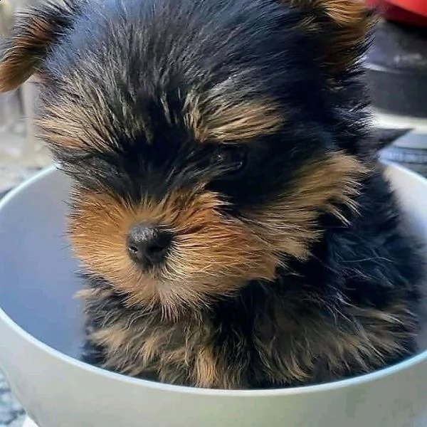 regalo cuccioli di yorkshire terrier 