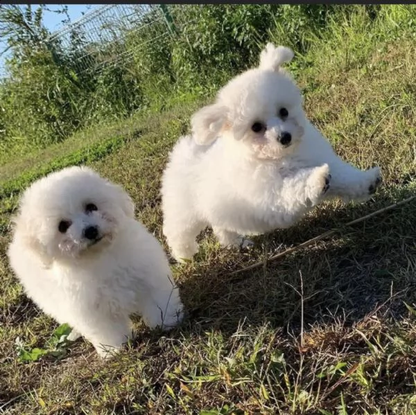 regalo cuccioli di bichon frisé 