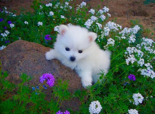 regalo pomeranian ,,,, | Foto 0