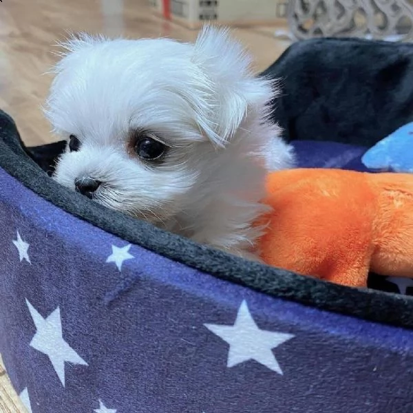 cuccioli di maltese!!!