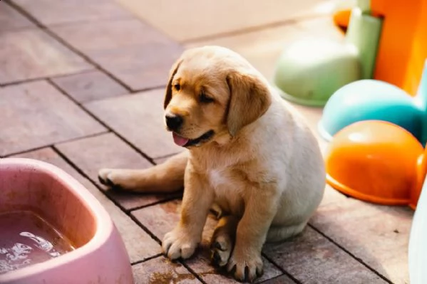 3 cuccioli di labrador cioccolato con pedigree | Foto 4