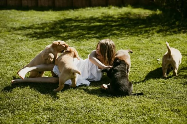 3 cuccioli di labrador cioccolato con pedigree