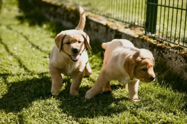 3 cuccioli di labrador cioccolato con pedigree | Foto 3