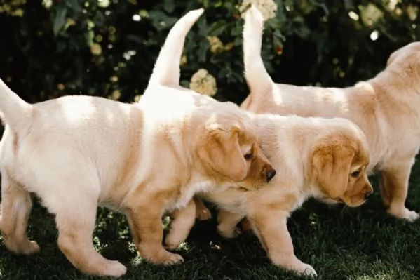 3 cuccioli di labrador cioccolato con pedigree | Foto 1