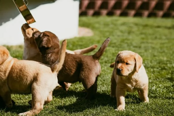 3 cuccioli di labrador cioccolato con pedigree | Foto 0