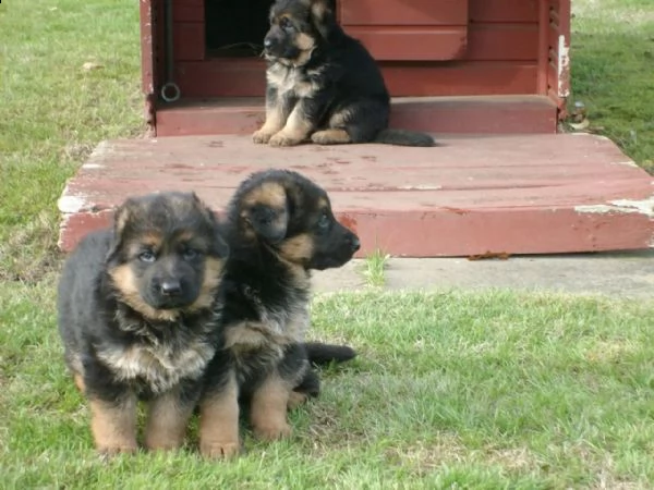 splendidi cuccioli di pastore tedesco