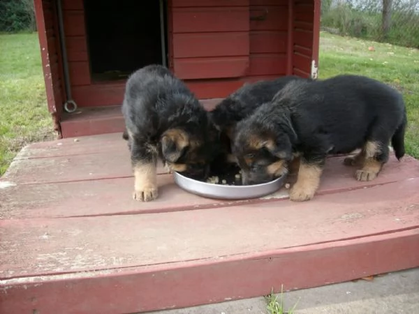 splendidi cuccioli di pastore tedesco | Foto 2