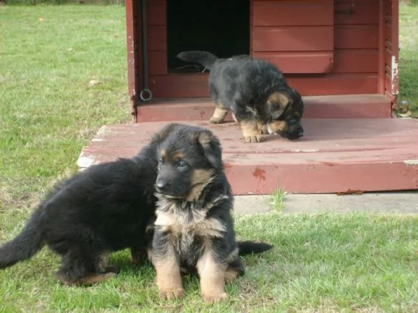 splendidi cuccioli di pastore tedesco | Foto 1