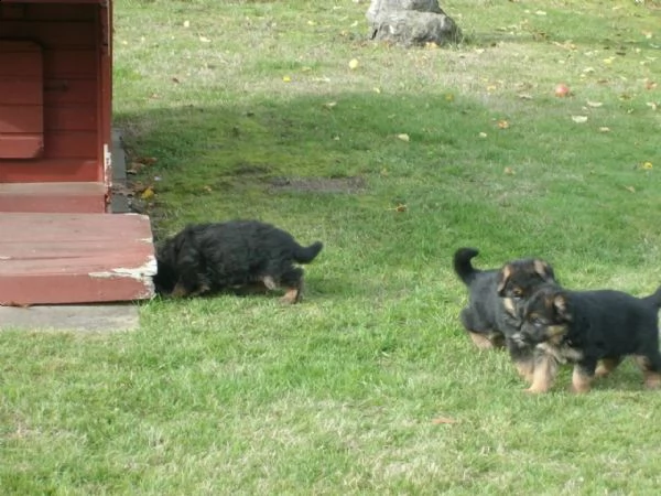 splendidi cuccioli di pastore tedesco | Foto 0