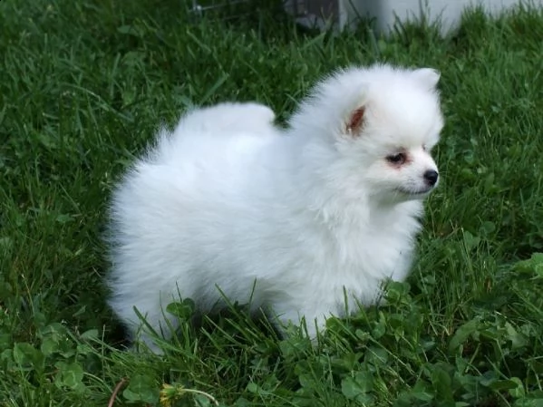 bellissimi cuccioli di pomerania maschio e femmina