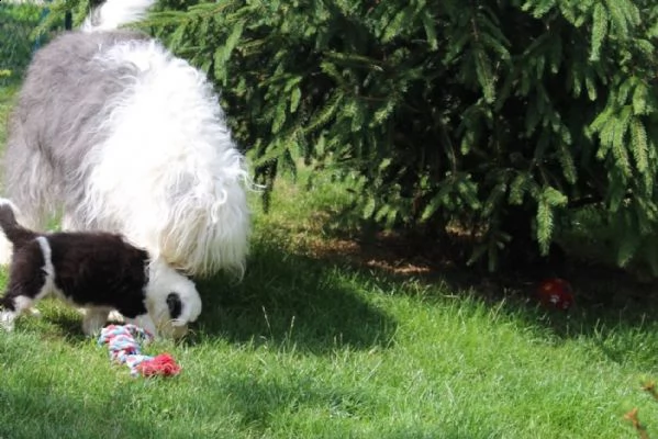 cuccioli bobtail addestrati a casa | Foto 5