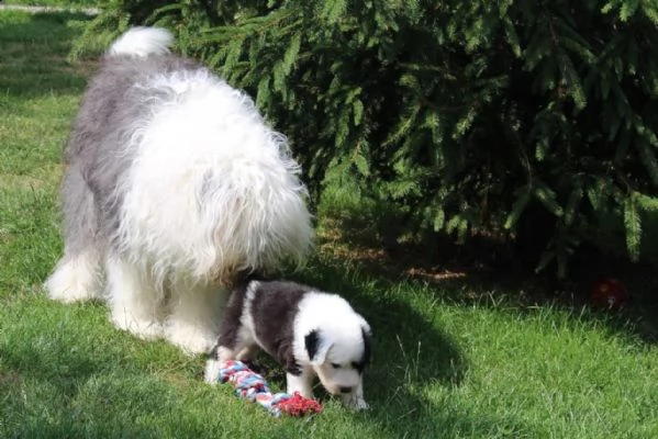 cuccioli bobtail addestrati a casa