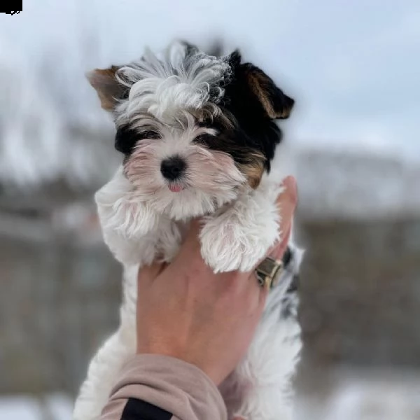   regalo havanese cuccioli meravigliosi ! 