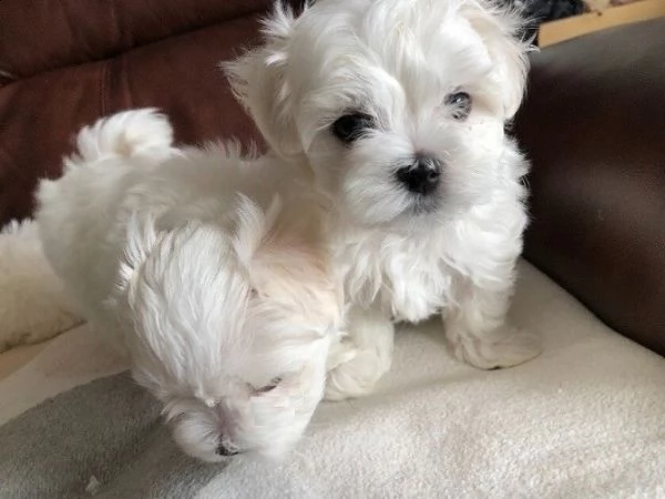 bianchissimi cucciolini maltese