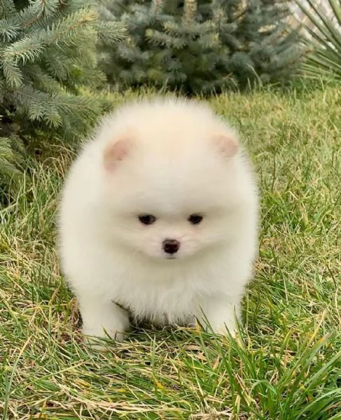 preziosi cuccioli di pomerania in adozione[][]