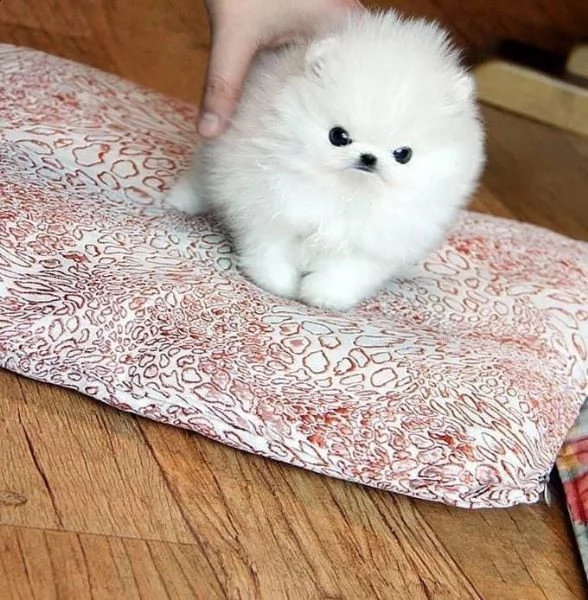 regalo pomeranian  | Foto 0