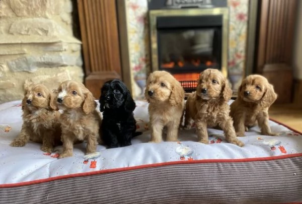 cuccioli di barboncino buoni e premurosi | Foto 2