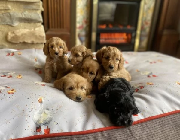 cuccioli di barboncino buoni e premurosi | Foto 1