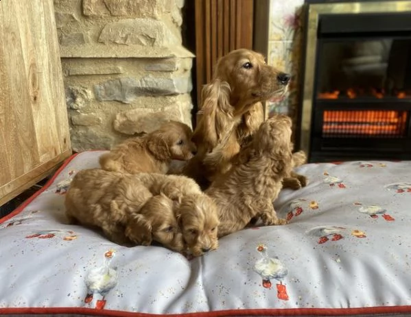 cuccioli di barboncino buoni e premurosi | Foto 0