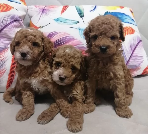 cuccioli di barboncino buoni e premurosi