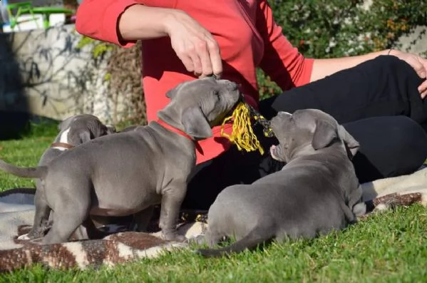 cuccioli di pitbull, alta genealogia