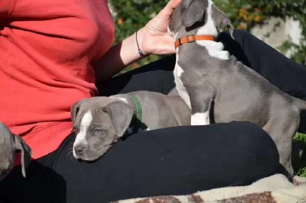 cuccioli di pitbull, alta genealogia | Foto 0