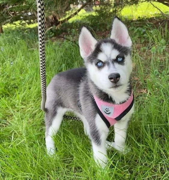 regalo siberian husky con pedigree 