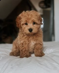 regalo maltipoo cuccioli meravigliosi ! 