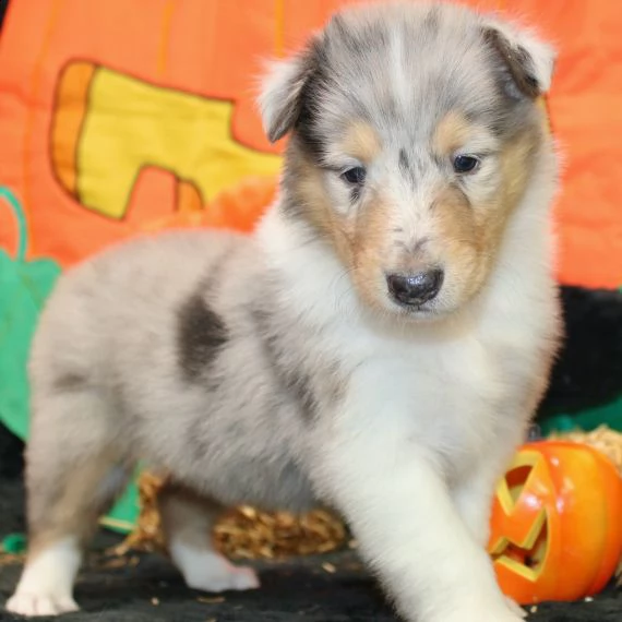 regalo cuccioli di collie