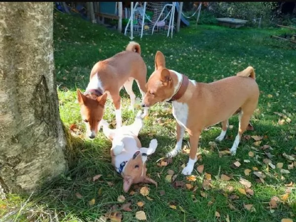 regalo basenji cuccioli disponibili