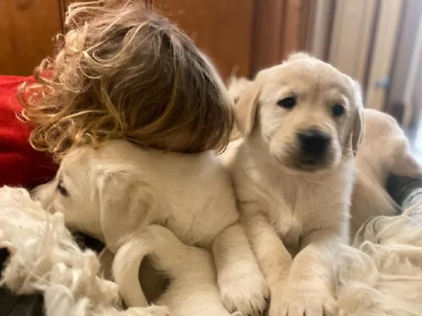 cuccioli di golden retriever