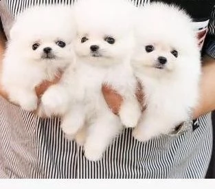 cuccioli di pomerania di razza pura