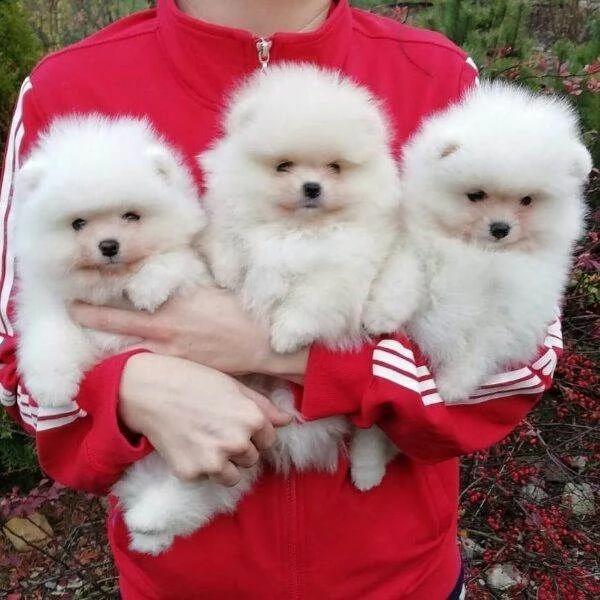 cuccioli di pomerania 