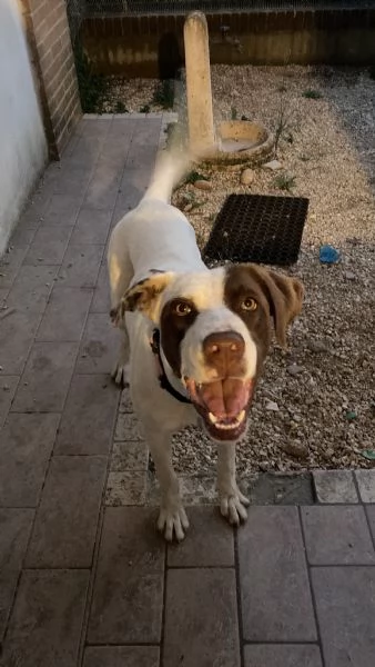 Cagnolina in regalo | Foto 0