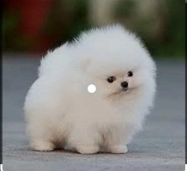 simpatici cuccioli di pomerania disponibili (+34631716322)