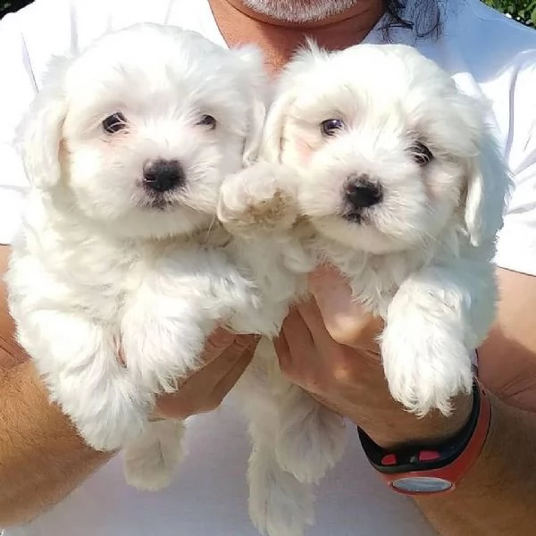 bianchissimi cucciolini maltese