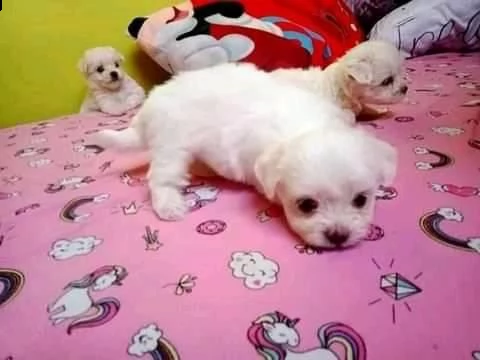 cuccioli di maltese!!!!