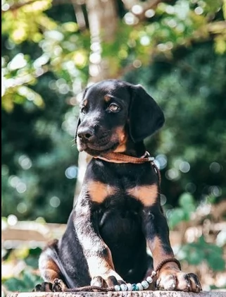 dobermann cuccioli maschio e femmina