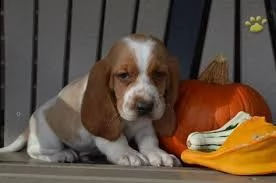 regalo bello basset hound cuccioli maschi e femmine bello basset hound , maschio e femmina, svermina