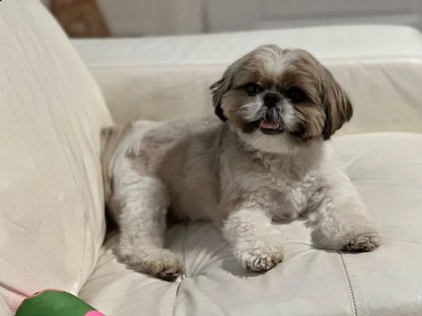 regalo cuccioli shih tzu