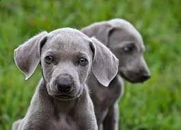 regalo cuccioli di weimaraner bellissimi cuccioli disponibili, carattere adorabile ,sono docili ed a