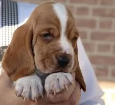 regalo bellissimi cuccioli di basset hound fantastici cuccioli di basset hound con libretto sanitari