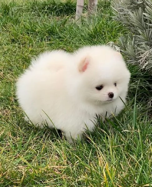 regala cuccioli di pomerania  femmine in adozione