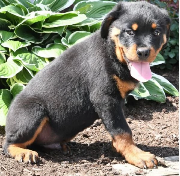 regalo cuccioli di tipo rottweiler con i capelli corti 