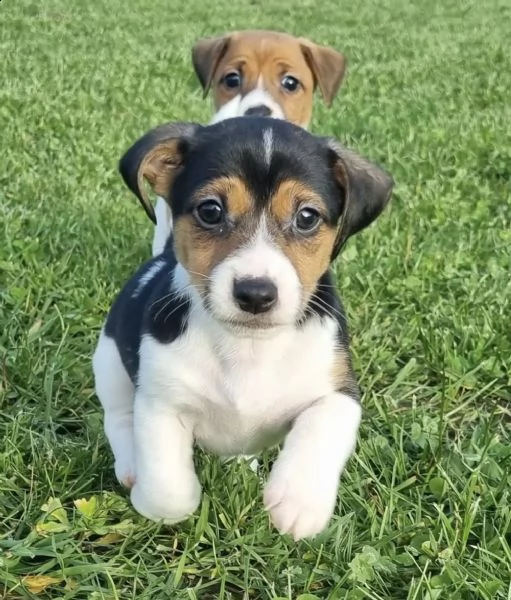 2,2 cuccioli di jack russel terrier