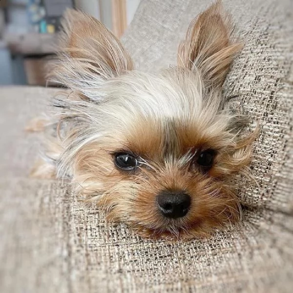 régalo cuccioli sani dello yorkshire in adozione