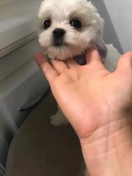 regalo cuccioli di maltese 