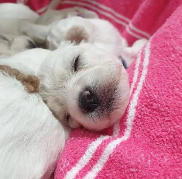 regalo akc ha registrato cuccioli maltesi per l'adozione